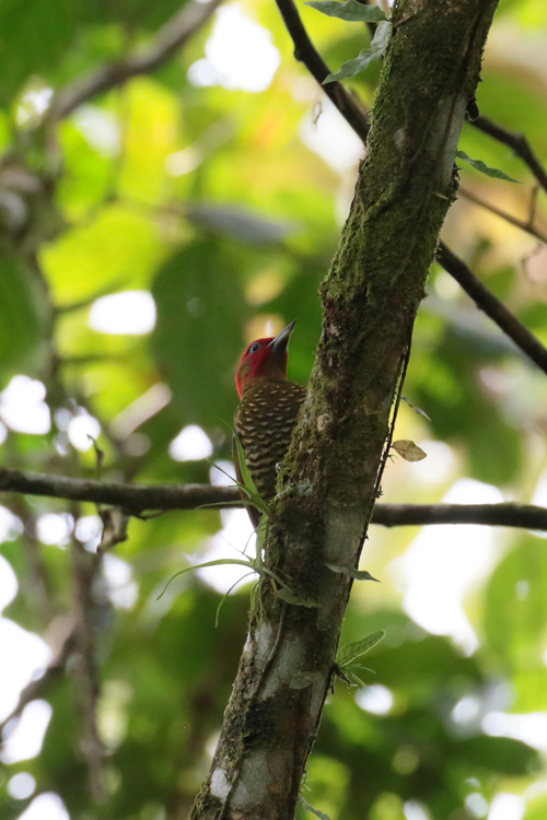 Rufous-winged Woodpecker